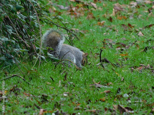 Squirrel life