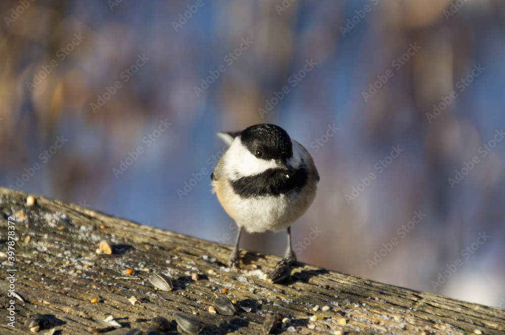 Obraz premium A Black-capped Chickadee having some Lunch