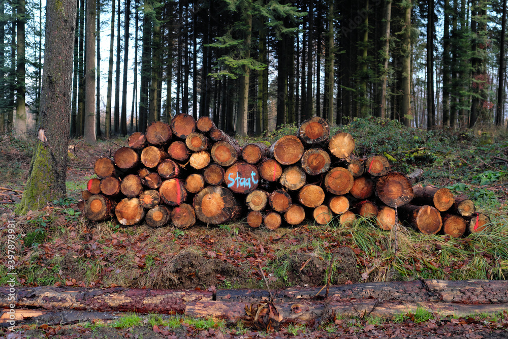 Staatsforst mit Rohholz aus gestapelten Baumstämmen am Waldrand mit der Aufschrift Staat - Stockfoto