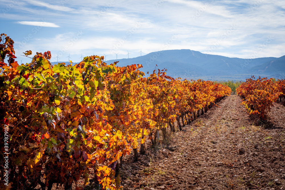 Vineyards in autumn, sunset of intense colors on the vines.