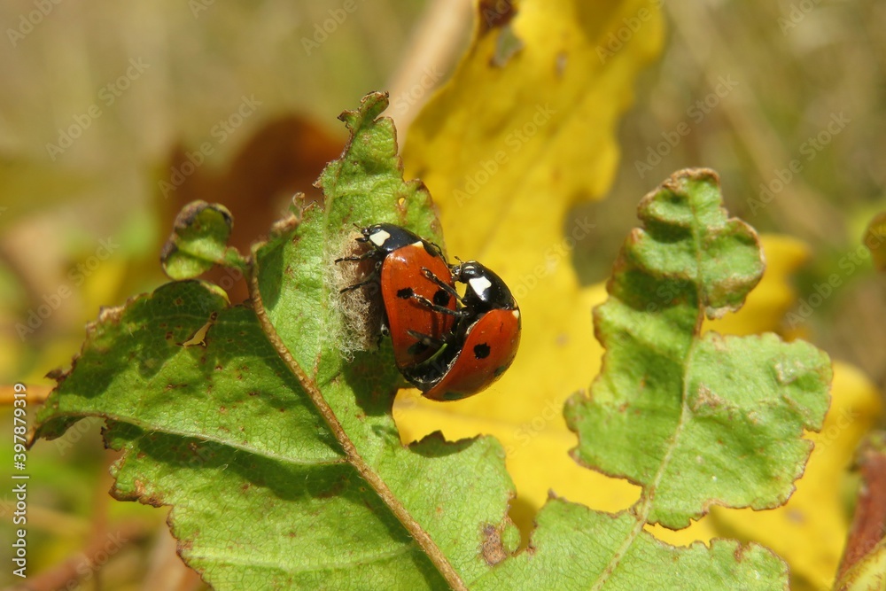 Mating ladybugs on leaf in autumn garden, closeup Mating ladybugs on leaf in autumn garden, closeup
