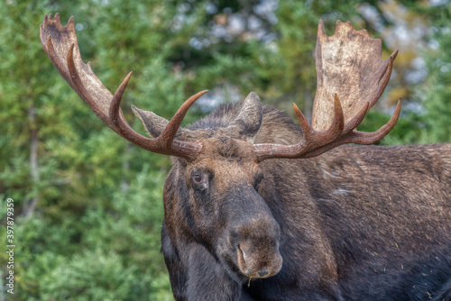 Bull Moose © michel