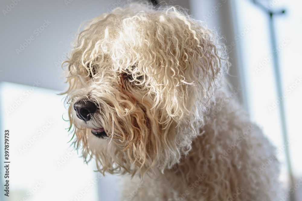 Dog getting haircut at grooming salon and pet spa Dog getting haircut at grooming salon and pet spa