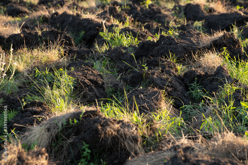 Fragment of the plowed land with weed Fragment of the plowed land with weed