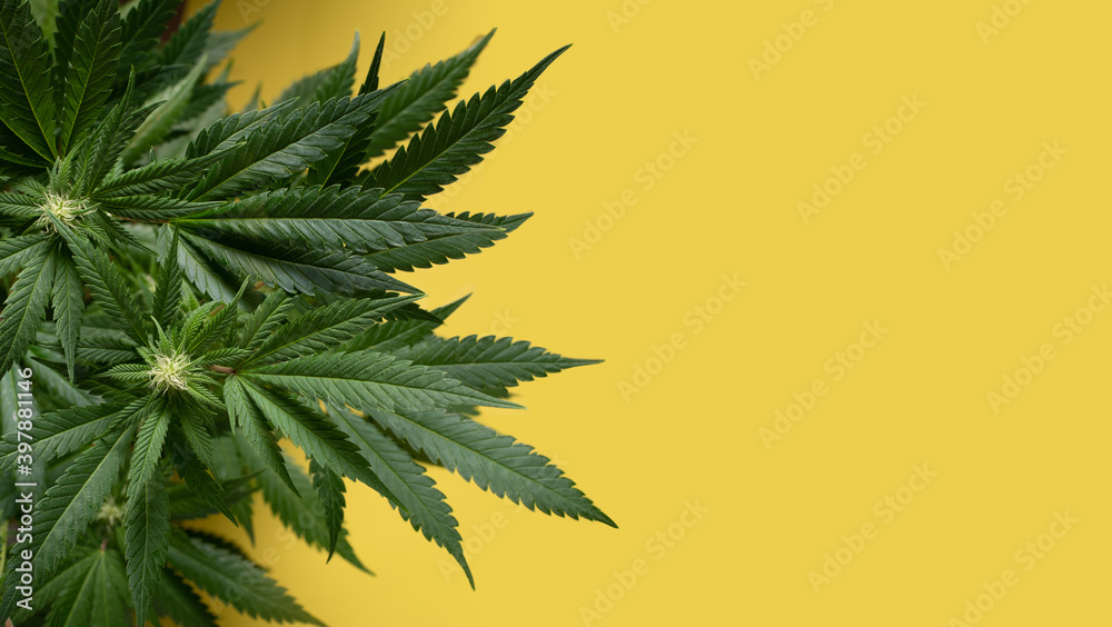 yellow background with marijuana plant