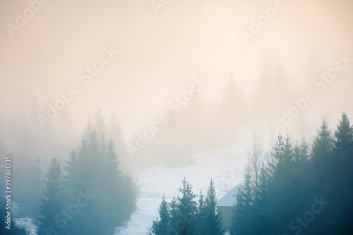 spruce trees on the hill on a foggy morning. beautiful nature scenery in winter. backlit silhouettes in mist © Pellinni