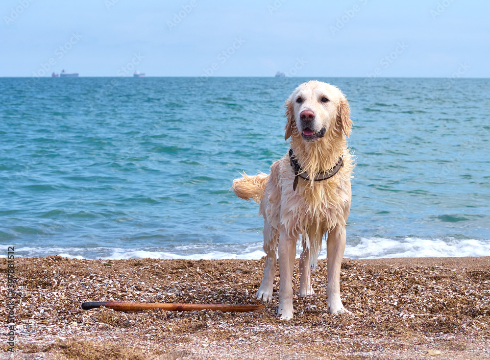 White golden labrador retriever dog on the beach White golden labrador retriever dog on the beach
