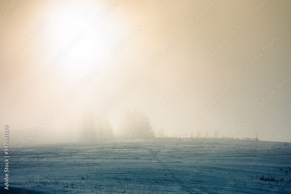 blizzard in mountains. magic scenery with clouds and fog on a sunny winter morning. trees in mist on a snow covered meadow. cold weather
