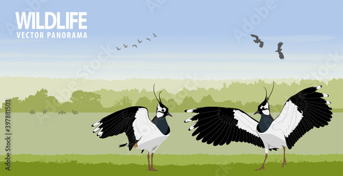 Northern lapwing in spring field on sunrise. Wildlife vector panorama