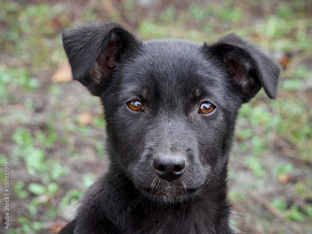 Portrait of a black puppy. Portrait of a black puppy.