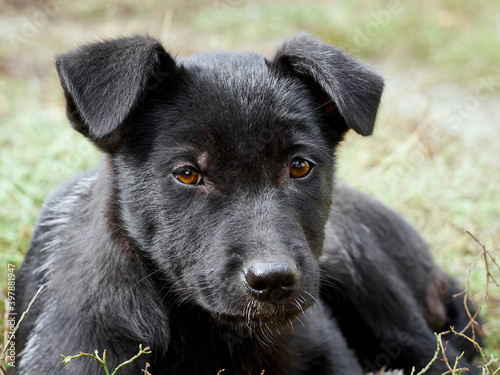 Portrait of a black puppy. © Kulbabka
