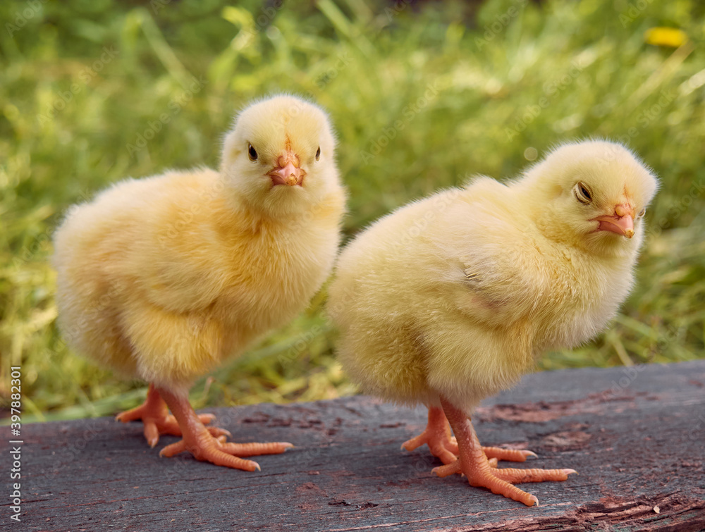Little yellow cute baby chicks. Little yellow cute baby chicks.
