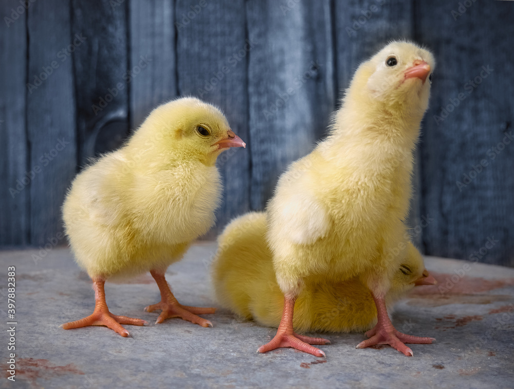 Little yellow cute baby chicks. Little yellow cute baby chicks.