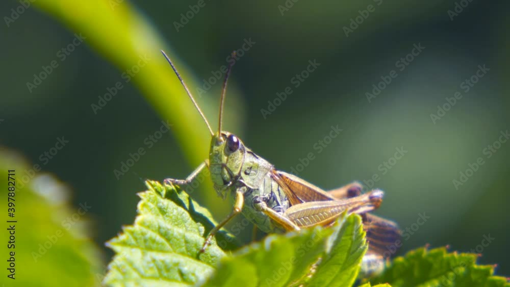 Agricultural pest Grasshopper or locust sitting on the grass Agricultural pest Grasshopper or locust sitting on the grass