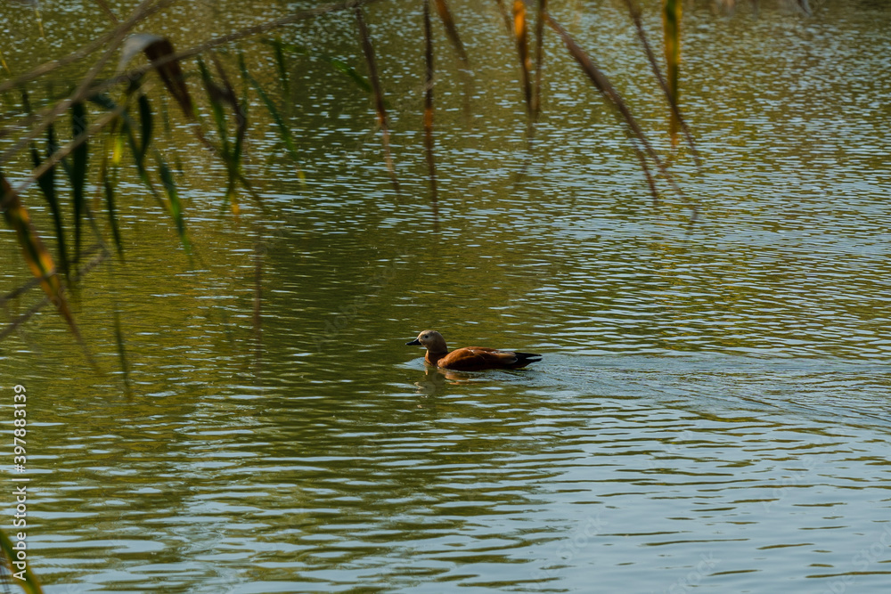 Duck floating in the lake. Nature concept