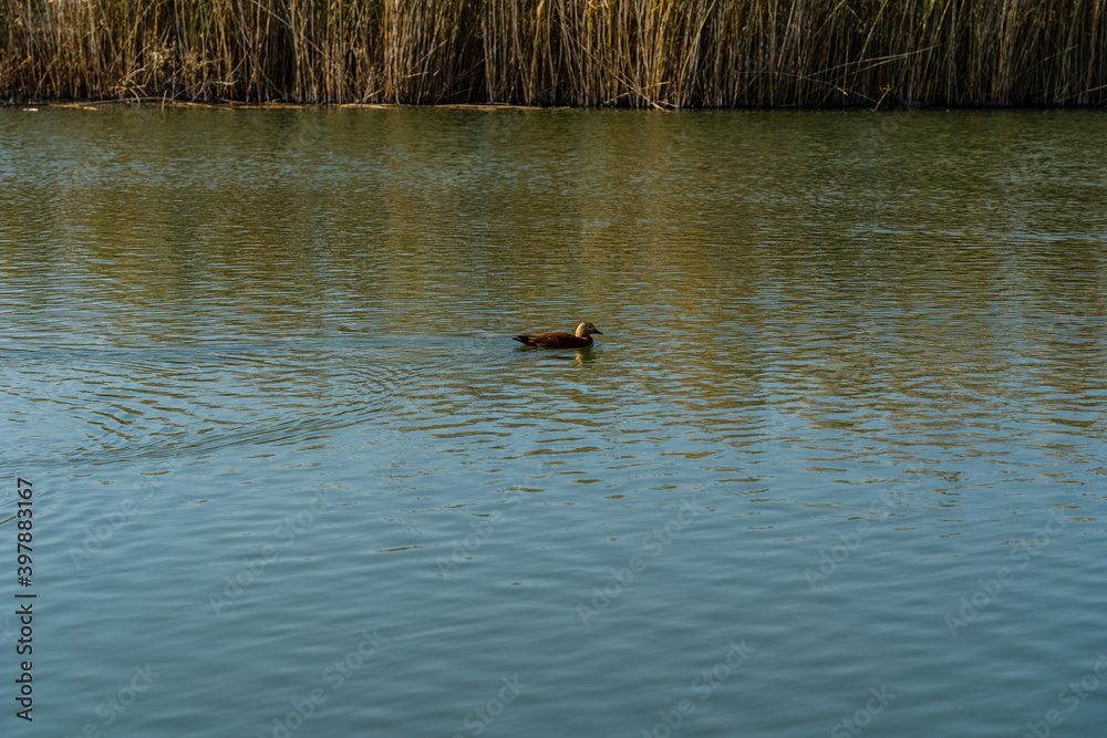 Duck floating in the lake. Nature concept Duck floating in the lake. Nature concept