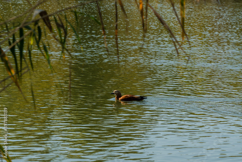 Duck floating in the lake. Nature concept © Anton Tolmachov