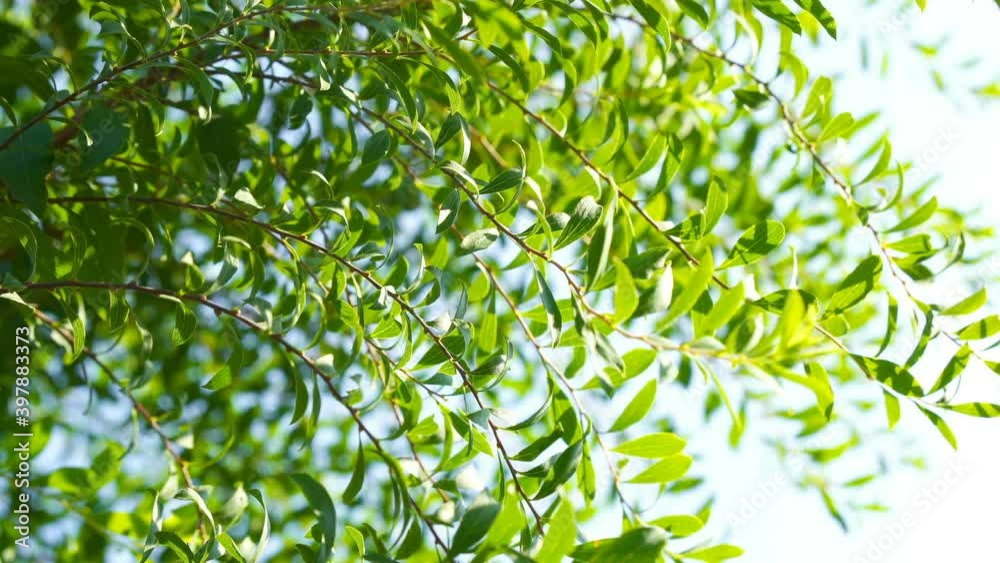 The natural leaves of the trees sway in the wind against a clear blue sky. Clear sunny day. Spring. The beautiful green waving leaves of the tree give a relaxing and romantic feeling. Selective focus The natural leaves of the trees sway in the wind against a clear blue sky. Clear sunny day. Spring. The beautiful green waving leaves of the tree give a relaxing and romantic feeling. Selective focus