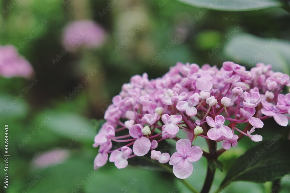 Pink Hydrangea macrophylla 'Ayesha' in flower during the summer months Pink Hydrangea macrophylla 'Ayesha' in flower during the summer months