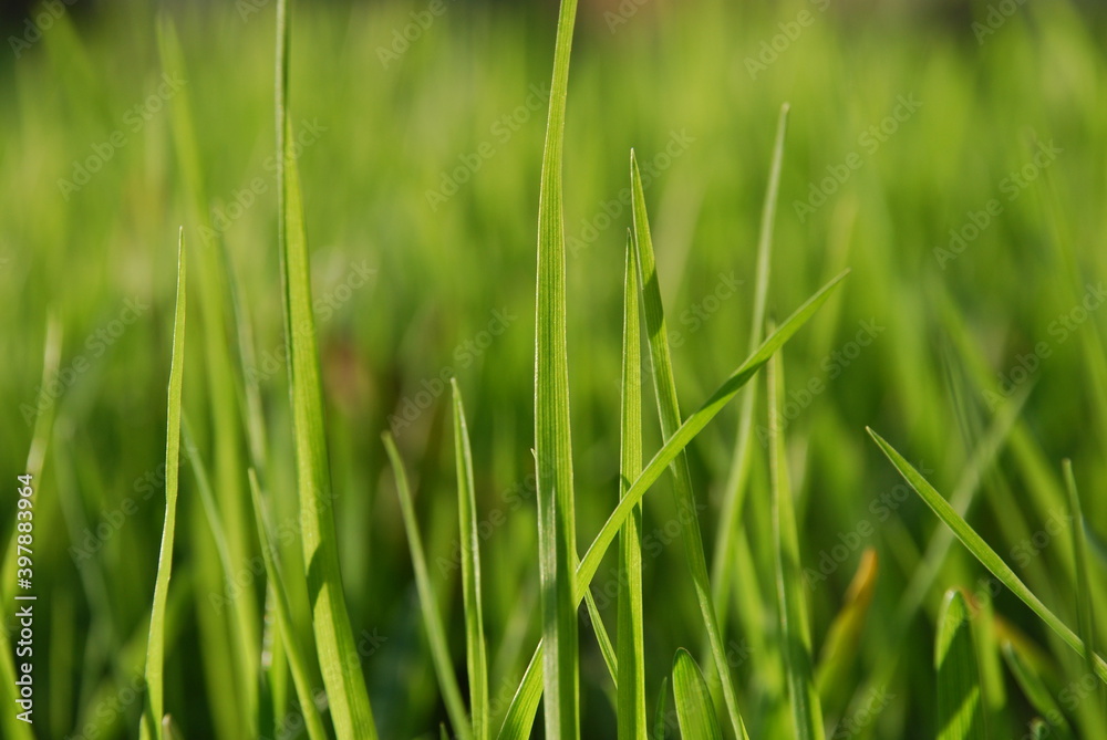 Young green shoots of grass.
Close-up on young shoots of green grass. The sun illuminates the shoots at an angle part of the leaves in the sun part in the shade of other leaves. Young green shoots of grass.
Close-up on young shoots of green grass. The sun illuminates the shoots at an angle part of the leaves in the sun part in the shade of other leaves.