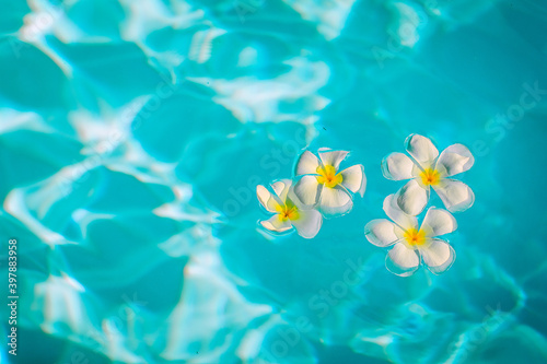 Few white little plumeria flowers are in the crystal blue water  close up  background