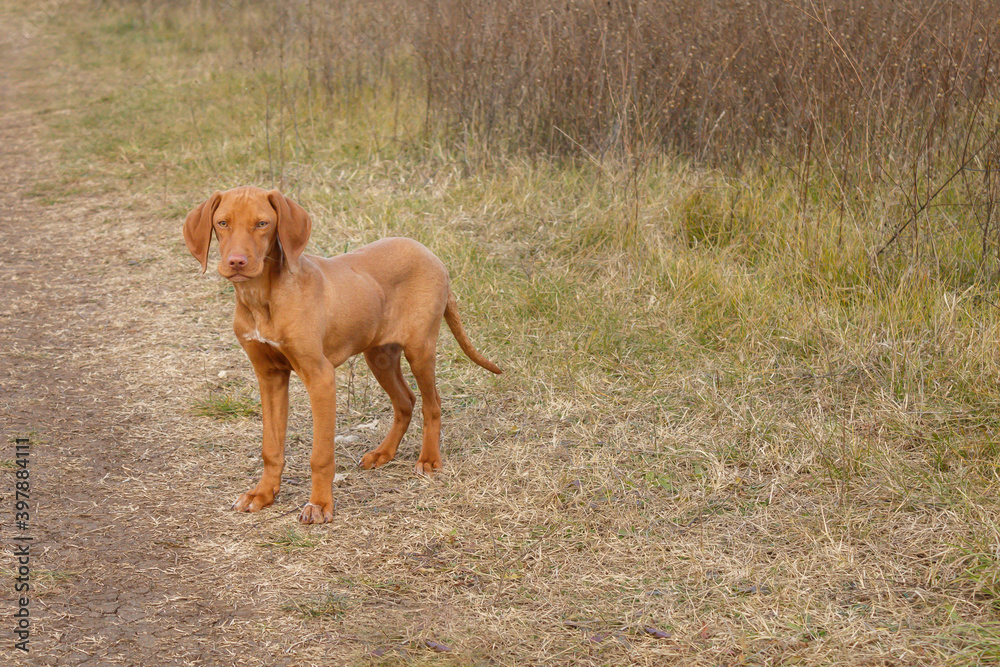 Cute Vizsla Puppy in The Field Looking in Distance Cute Vizsla Puppy in The Field Looking in Distance