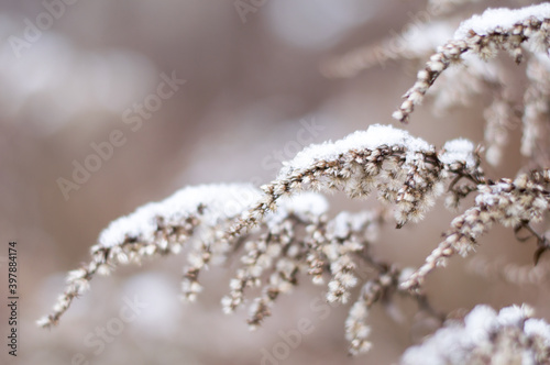 twigs of plants under the snow. Winter in nature, close up © Volha