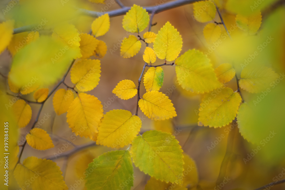 Fototapeta premium Background of yellow leaves. Bright yellow leaves on a tree branch. Selective and soft focus.