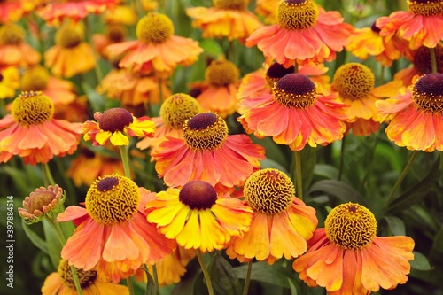 Helenium 'Sahin's Early Flowerer' sneezeweed daisies  in flower during the summer months