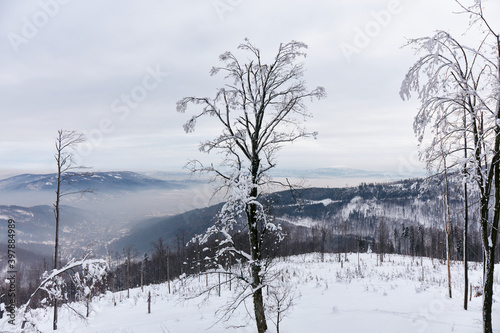 Fototapeta Naklejka Na Ścianę i Meble -  Winter panorama in the mountains after the first snowfall, view from the top. Valley covered with fog. Beskidy Mountains, Poland