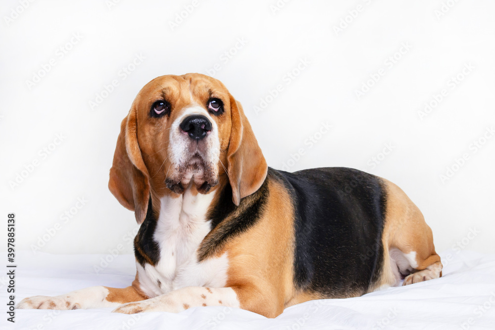 funny dog beagle lies on the bed and thinks on a gray background