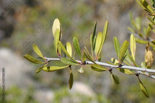 Black Hawthorn (Rhamnus lycioides) photo