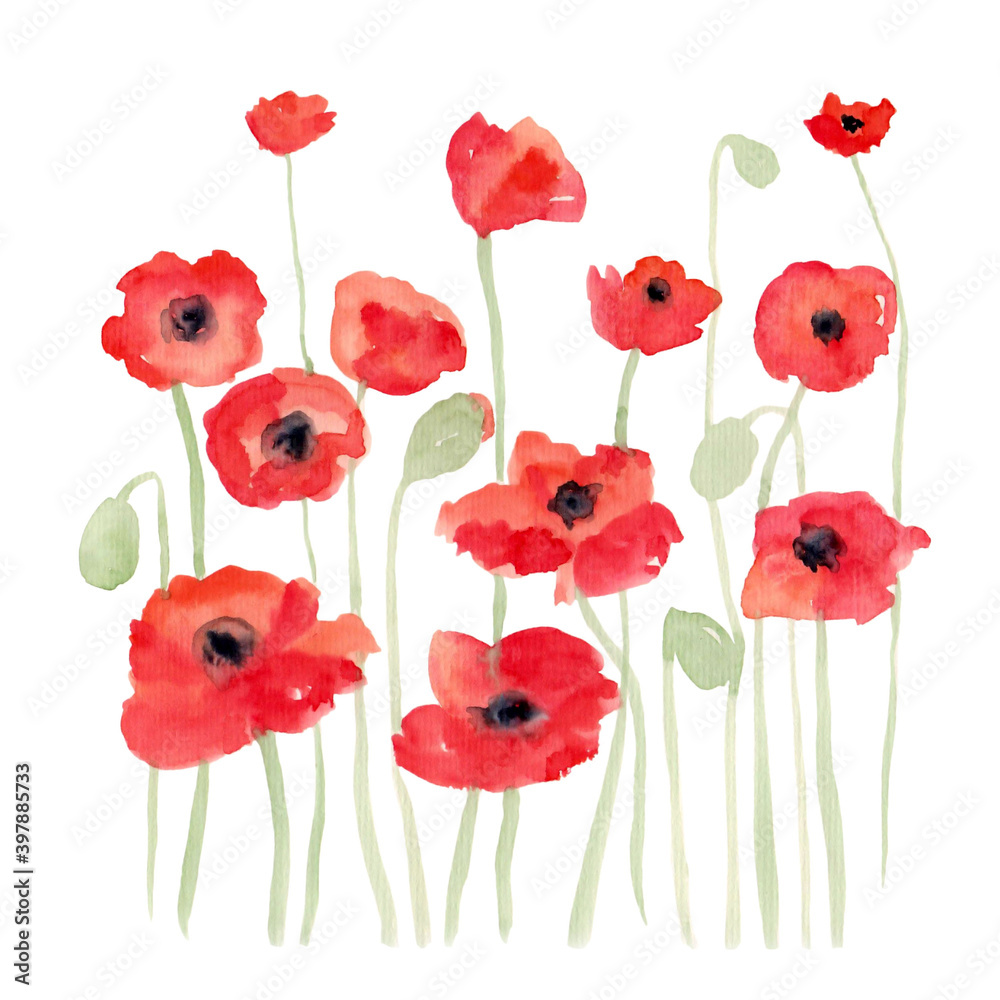 Fototapeta premium Watercolor illustration of red poppies with stems and buds for beautiful design on white isolated background. Watercolor abstract art.