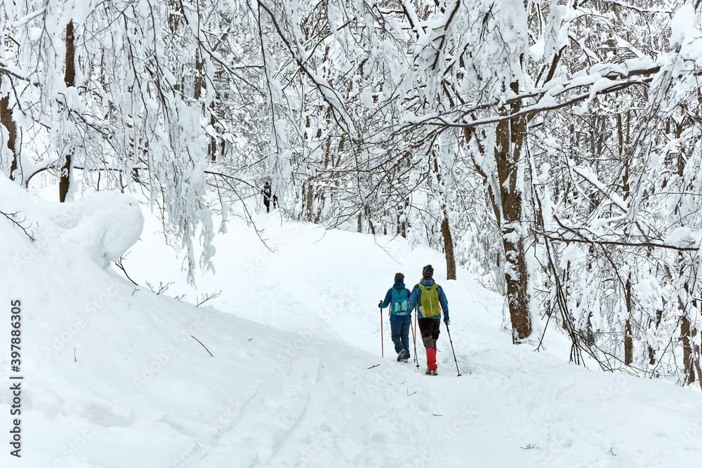 Two tourists with a backpack and poles walking on a winter trail in the mountains. The trail is surrounded by snow-covered trees. Rear view