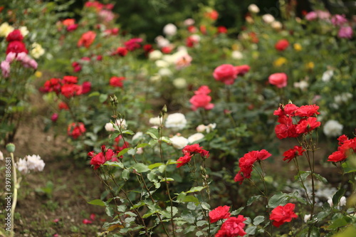 Close-up of garden rose blooming in the summer in the garden