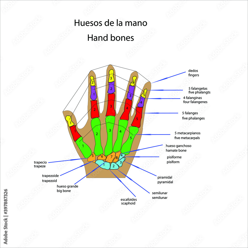 esqueleto humano huesos de la mano vector ilustracion Stock Vector