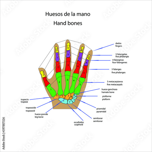 esqueleto humano huesos de la mano vector ilustracion