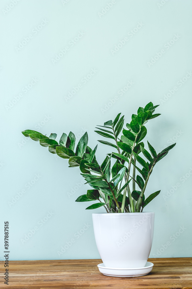 Green indoor plant Zamioculcas zamiifolia in a White flower pot. Juicy, green branches of Zamioculcas zamiifolia in a White flower pot on a wooden table. The concept of minimalism in the interior