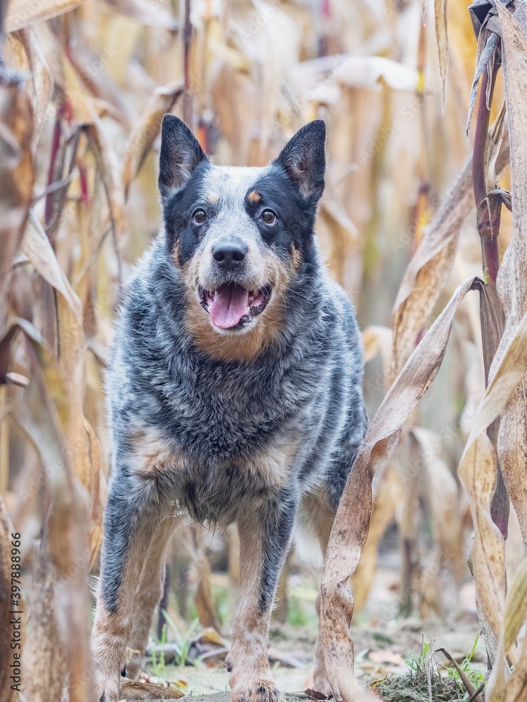 Funny adult dog in a corn field. Blue Heeler is working breed of Australian Cattles. Funny adult dog in a corn field. Blue Heeler is working breed of Australian Cattles.