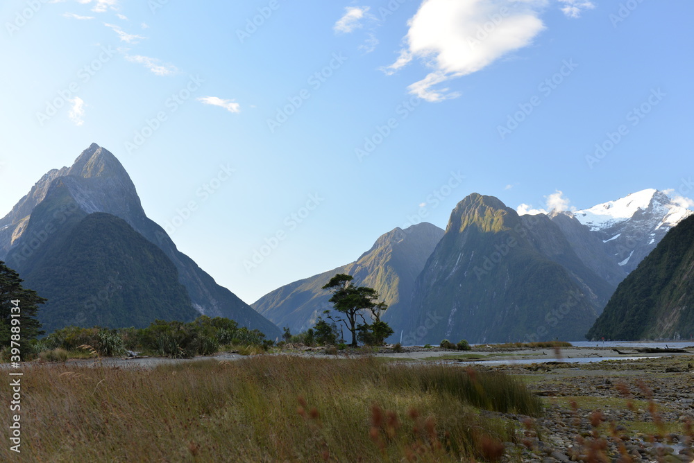 Lone tree at Milford Sound