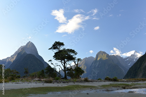Lone tree at Milford Sound