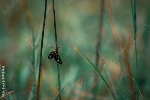 spider on the grass