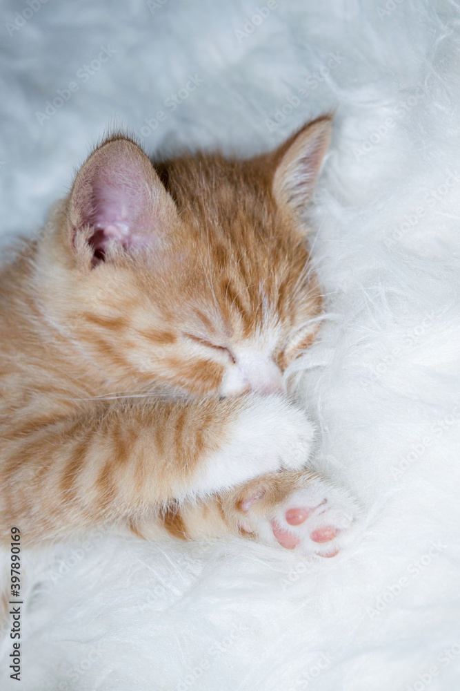 Obraz premium Small cat with blond fur sleeping