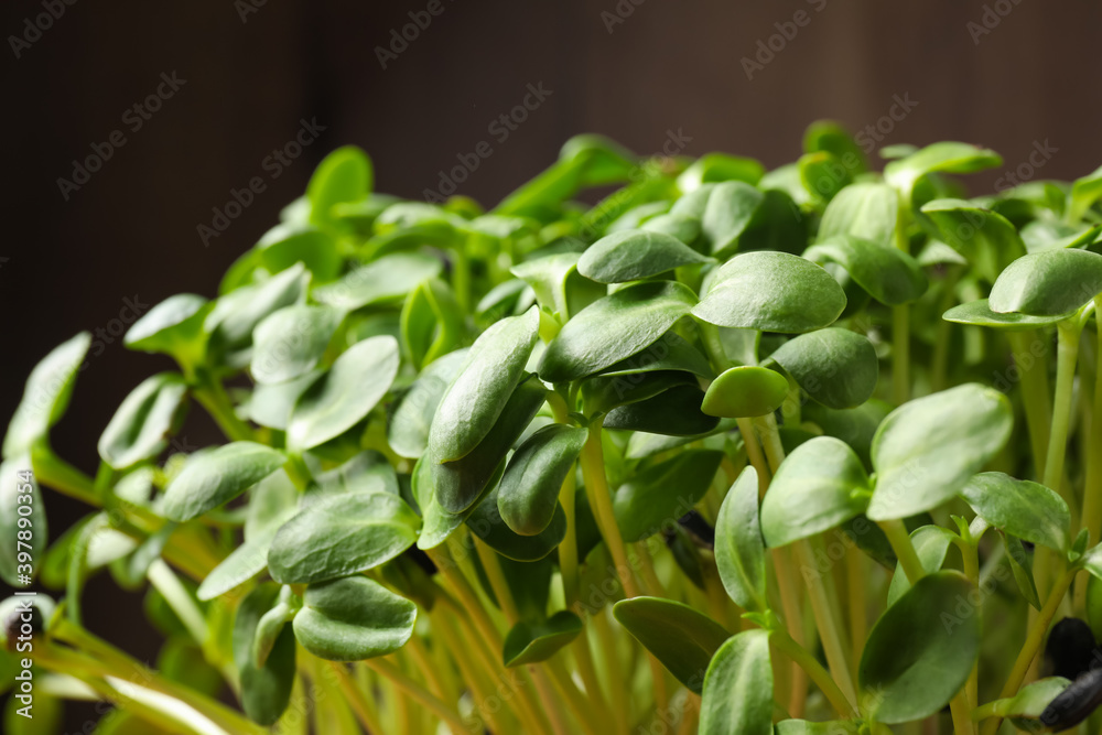 Leaves of fresh organic microgreen, closeup view Leaves of fresh organic microgreen, closeup view