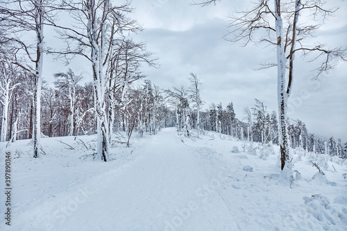 In winter, a trail in the mountains surrounded by snow-covered trees, Beskidy Mountains, Poland © Artur Nyk