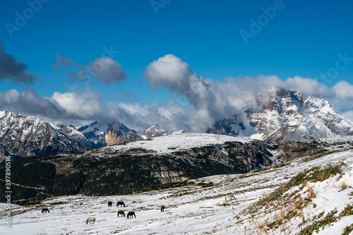 First snow in the Italian dolomites during autumn. Horses on the plateau.  World heritage in South Tyrol in Italy.