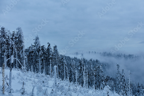 Fototapeta Naklejka Na Ścianę i Meble -  Snow-covered forest in the mountains at dusk on a cloudy day, Beskidy Mountains, Poland