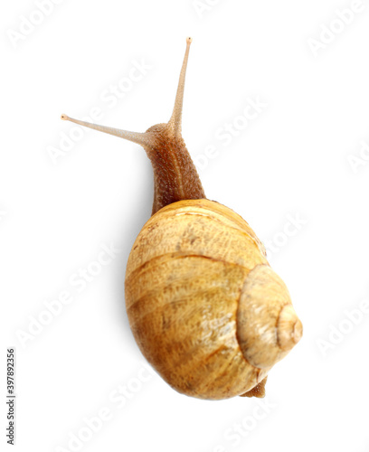 Common garden snail crawling on white background, top view photo