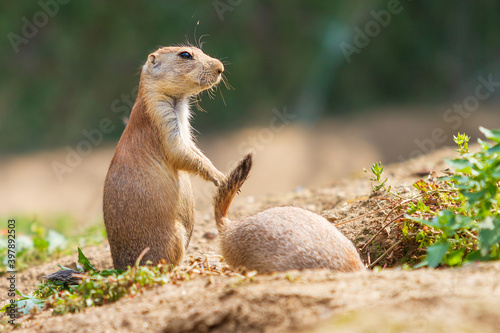 Ground squirrel - Spermophilus citellus stands in a meadow and the other ground squirrel climbs into a hole.