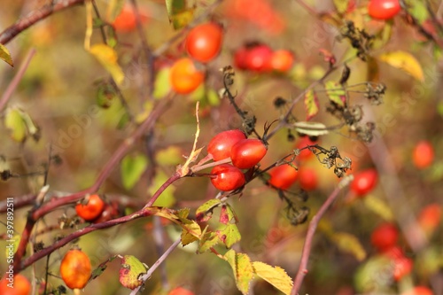    Rose hips close up.  Red berries in autumn © Sakis P.